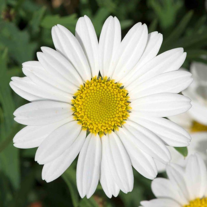 Argyranthemum 'Everest'