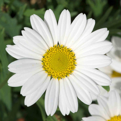 Argyranthemum 'Everest'