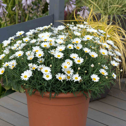 Argyranthemum 'Everest'