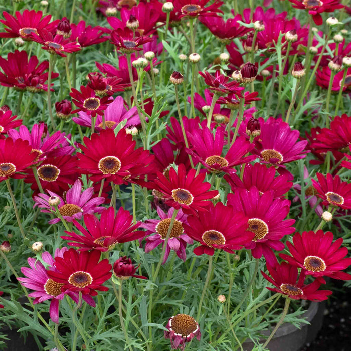 Argyranthemum 'Grandaisy Deep Red'
