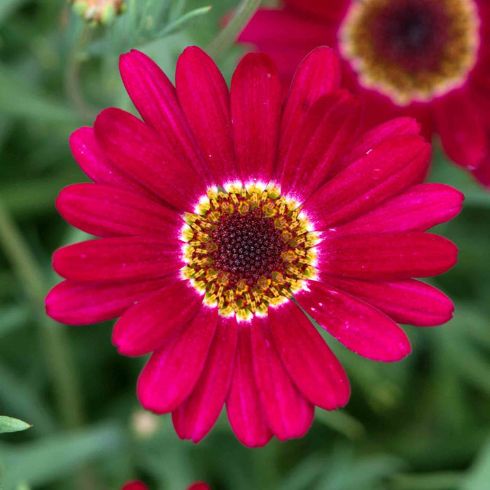 Argyranthemum 'Grandaisy Deep Red'