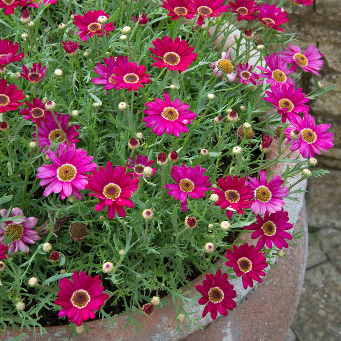 Argyranthemum 'Grandaisy Deep Red'