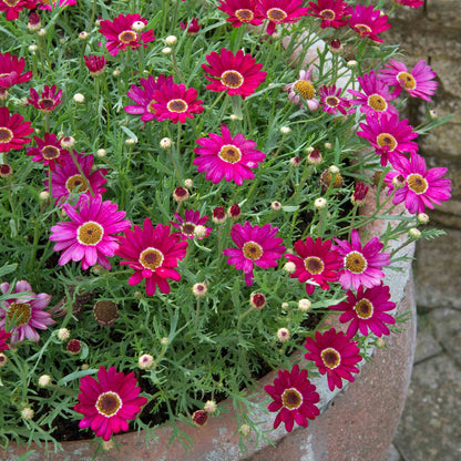 Argyranthemum 'Grandaisy Deep Red'
