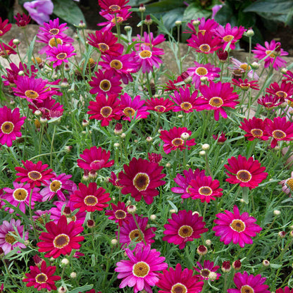 Argyranthemum 'Grandaisy Deep Red'