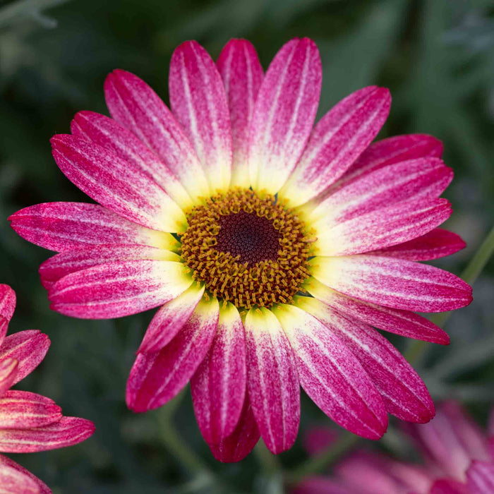 Argyranthemum 'Grandaisy Rose Sunshine'