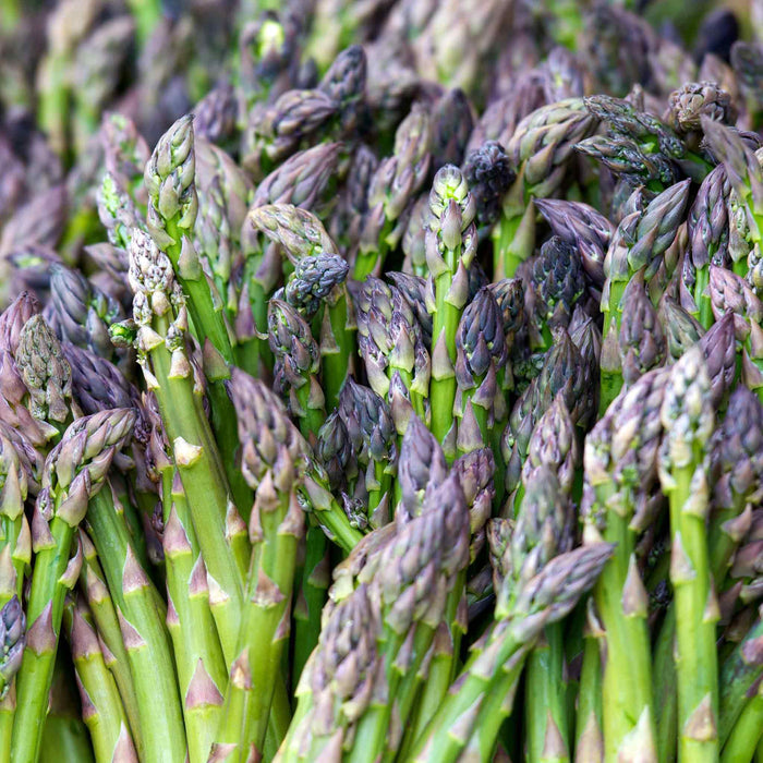 A bunch of fresh asparagus spears with green stalks and purple-tipped ends, freshly harvested and displayed.