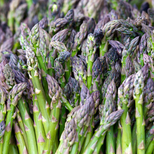 A bunch of fresh asparagus spears with green stalks and purple-tipped ends, freshly harvested and displayed.