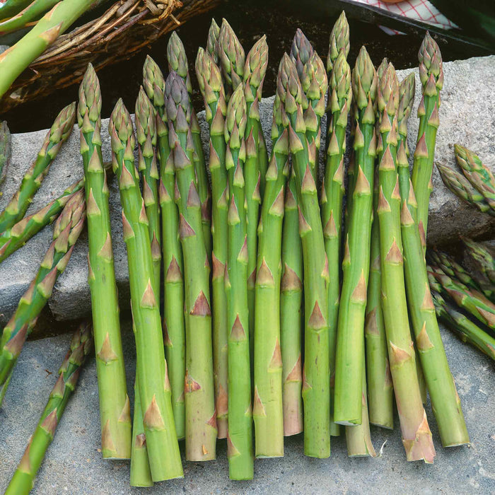 Asparagus Crown 'Gijnlim'