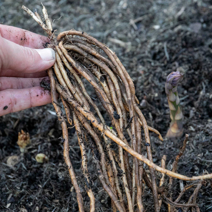 Hand holding a bundle of asparagus roots with soil on a background of asparagus plants.