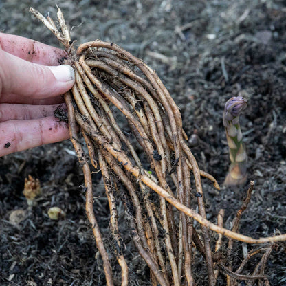 Hand holding a bundle of asparagus roots with soil on a background of asparagus plants.