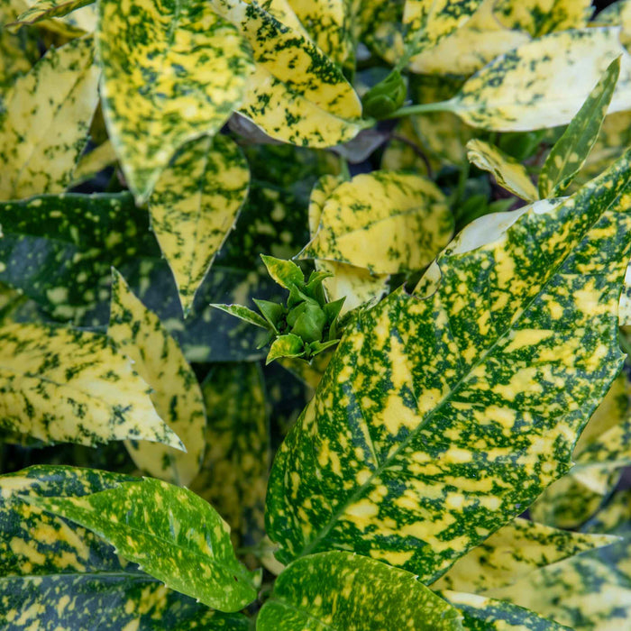 Aucuba Japonica 'Golden Girl'