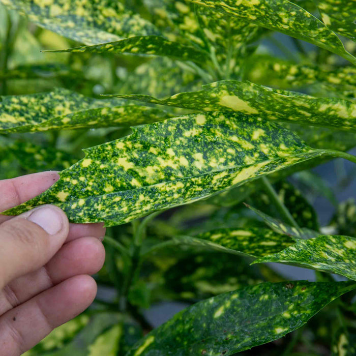 Aucuba Japonica 'Golden Girl'