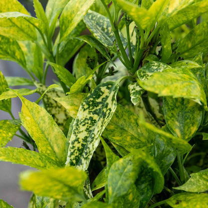 Aucuba Japonica 'Golden Girl' - 3Ltr Plant