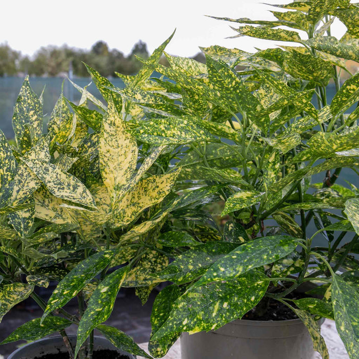 Aucuba Japonica 'Golden Girl'