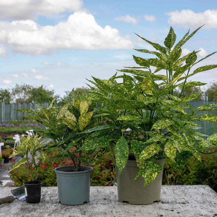 Aucuba Japonica 'Golden Girl'