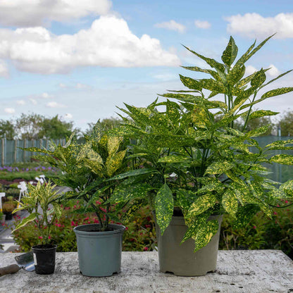 Aucuba Japonica 'Golden Girl'