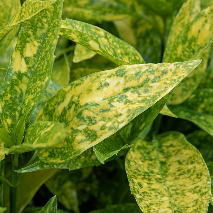 Aucuba Japonica 'Golden Girl'