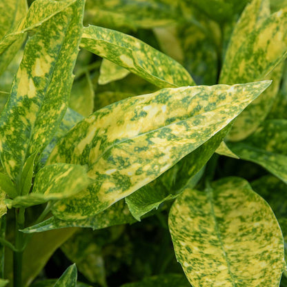 Aucuba Japonica 'Golden Girl'