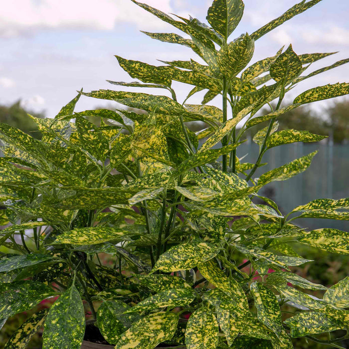 Aucuba Japonica 'Golden Girl'