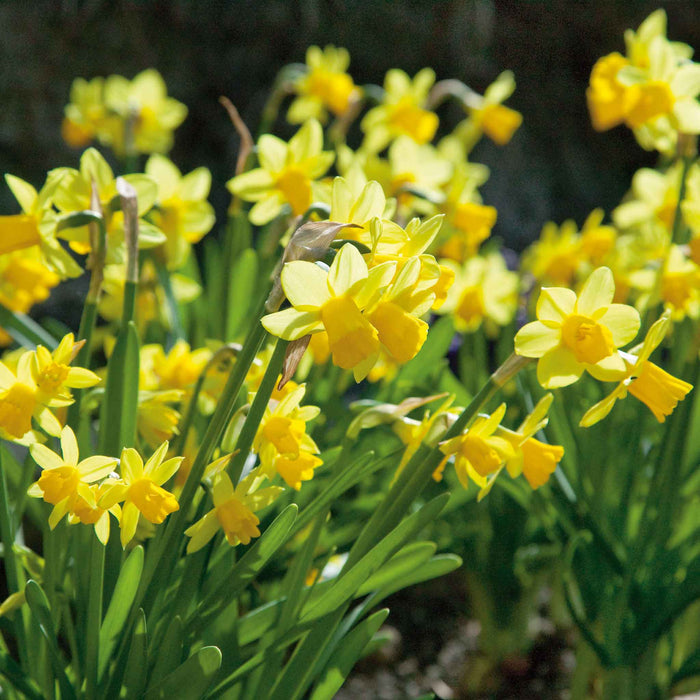 Autumn Bulbs Saver Bundle
