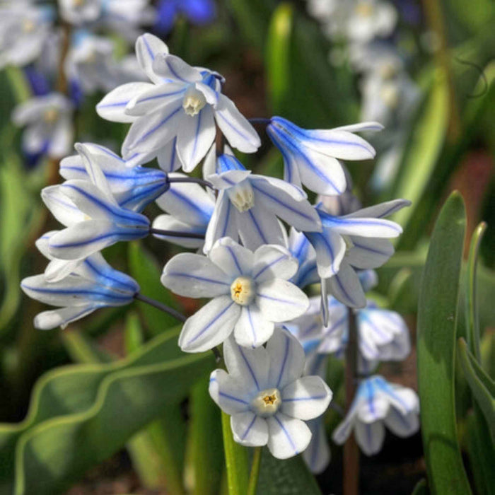 Autumn Bulbs Saver Bundle
