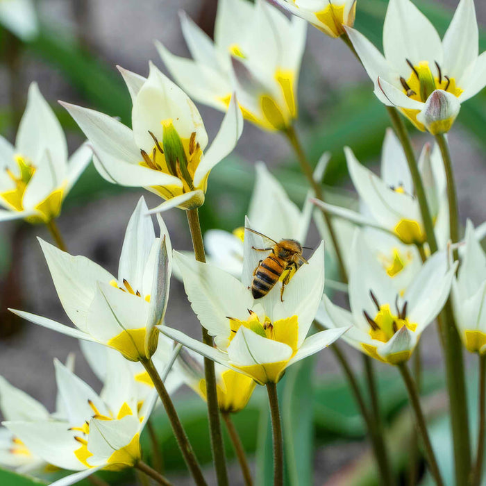 Autumn Bulbs Saver Bundle