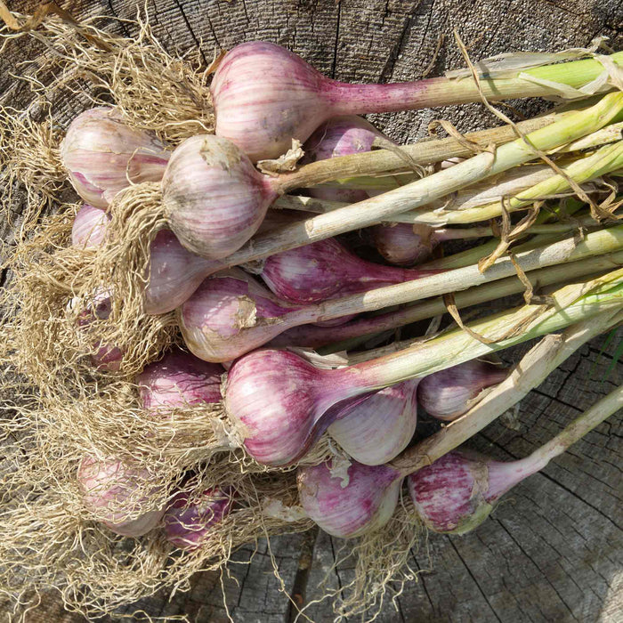Garlic Bulbs 'Germidour'
