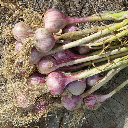 Garlic Bulbs 'Germidour'