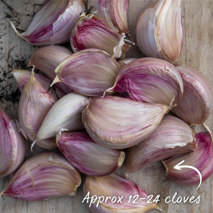 Autumn Planting Garlic Cloves 'Germidour'
