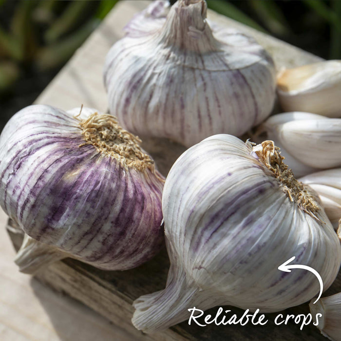 Garlic Bulbs 'Germidour'