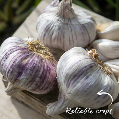 Garlic Bulbs 'Germidour'