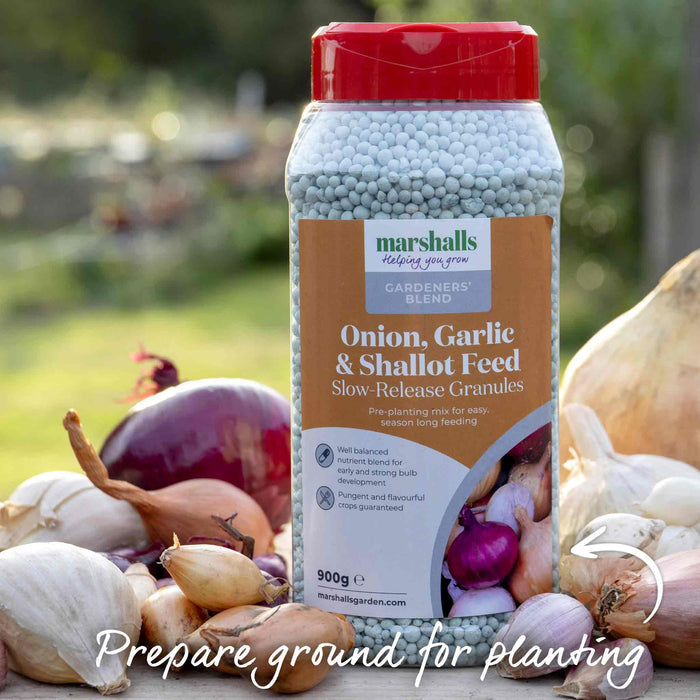 Garlic Bulbs 'Germidour'