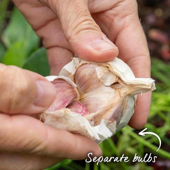 Garlic Bulbs 'Germidour'