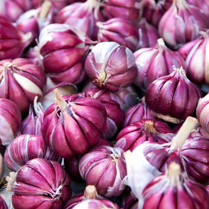 A close-up pile of whole garlic bulbs with deep purple-red skins.