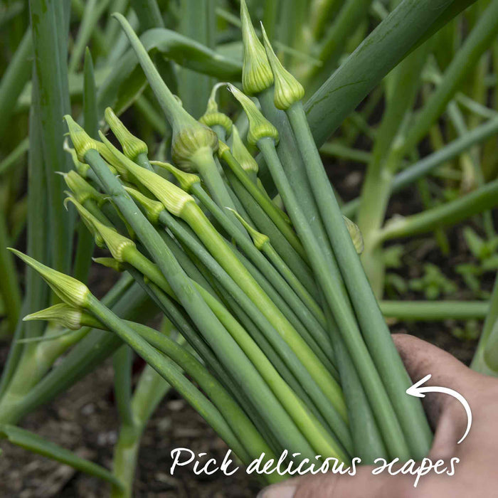 Hand holding green onion scapes with text 'Pick delicious scapes' in a garden setting.
