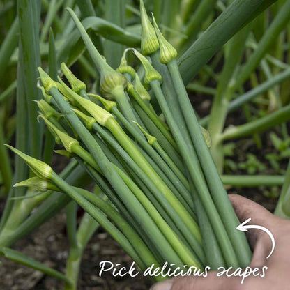 Hand holding green onion scapes with text 'Pick delicious scapes' in a garden setting.