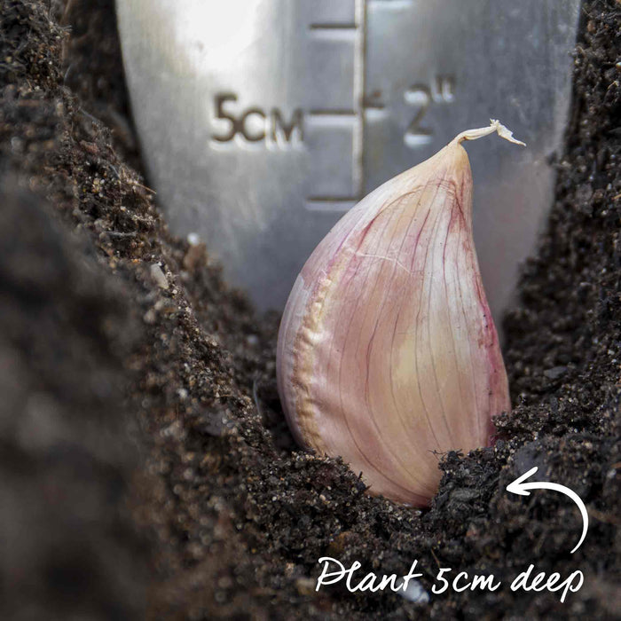 Garlic bulb being planted 5cm deep in soil with a trowel with ruler for scale.