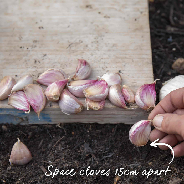 Garlic bulbs on a wooden board being spaced 15cm apart  in soil and hand planting cloves.