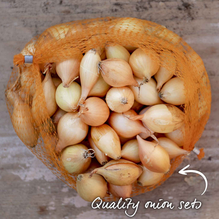 Autumn Planting Onion Sets 'Autumn Champion'