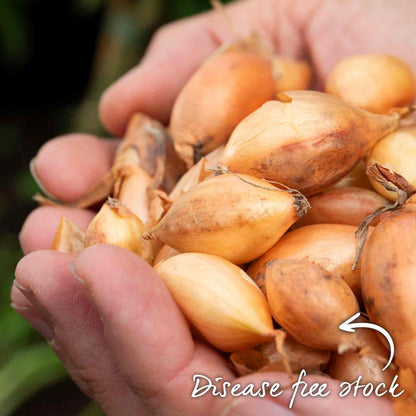 Autumn Planting Onion Sets 'Autumn Champion'