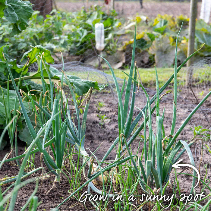 Onion plants growing in a well-spaced, sunny vegetable plot in allotment.