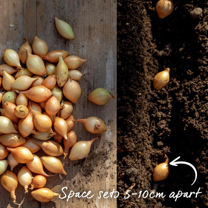 Onion sets being planted in a neat row, spaced 5–10cm apart.