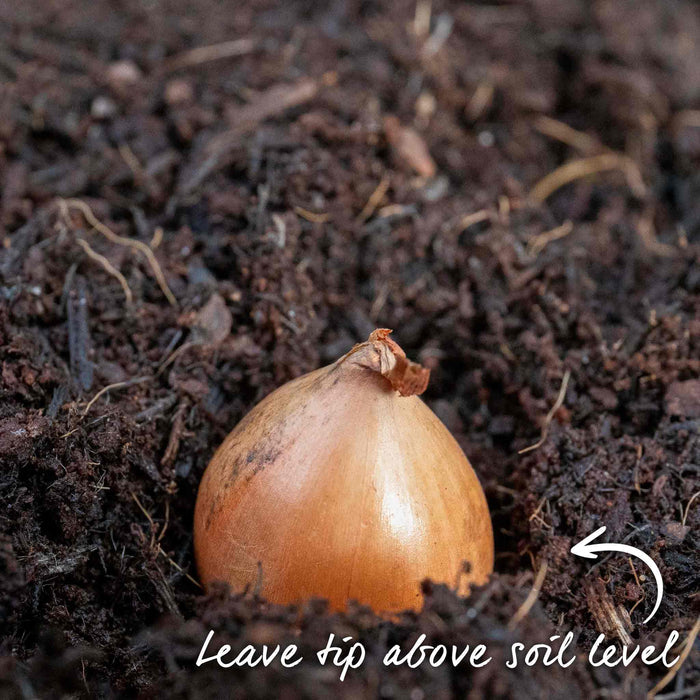 Planted onion set with tip left above soil level with advice on how to plant.