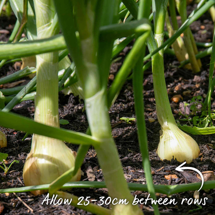 Autumn Planting Onion Sets 'Autumn Champion'