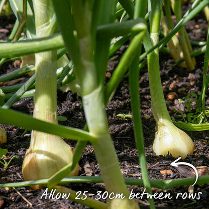 Autumn Planting Onion Sets 'Autumn Champion'