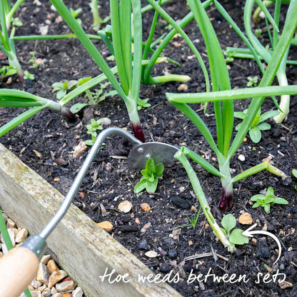 Onion Hoe being used between rows of onion plants.