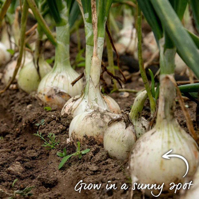 Snowball onions maturing in a well-tended sunny garden bed.
