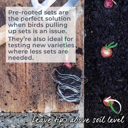 Autumn Planting Pre-Rooted Onion 'Snowball'