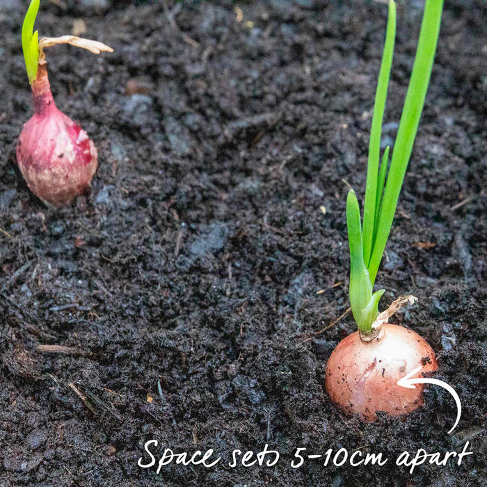 Autumn Planting Pre-Rooted Onion 'Snowball'