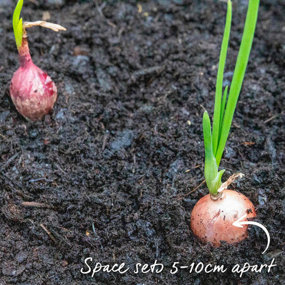 Autumn Planting Pre-Rooted Onion 'Snowball'